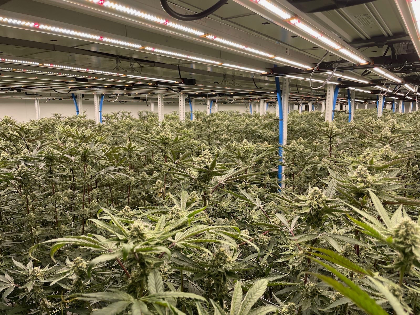 Large-scale commercial indoor cannabis cultivation facility