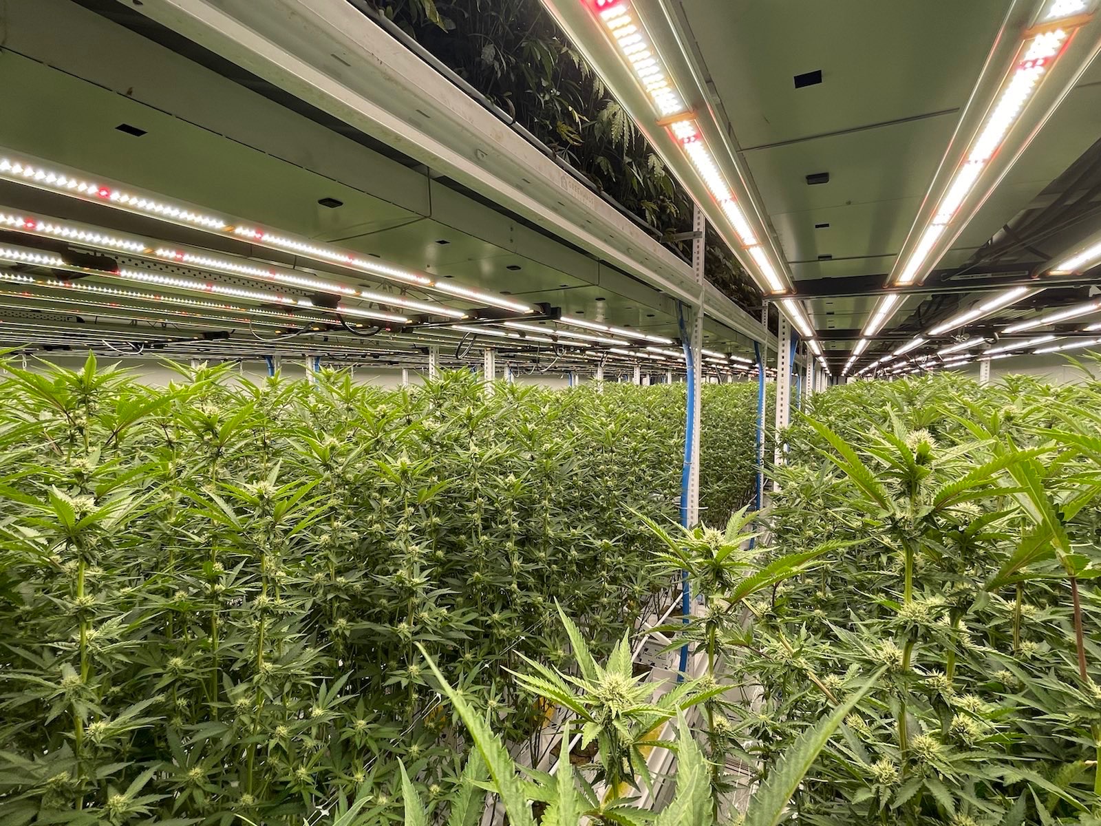 Multi-tier controlled-environment cannabis production system