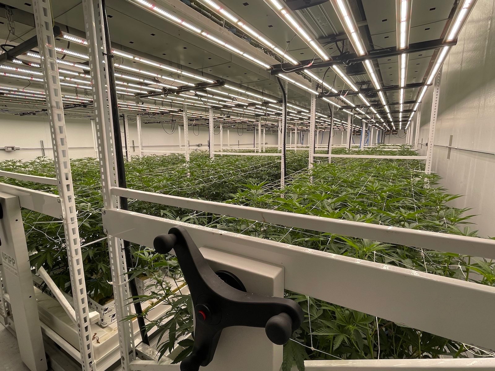 Commercial cannabis production room with mobile rack system