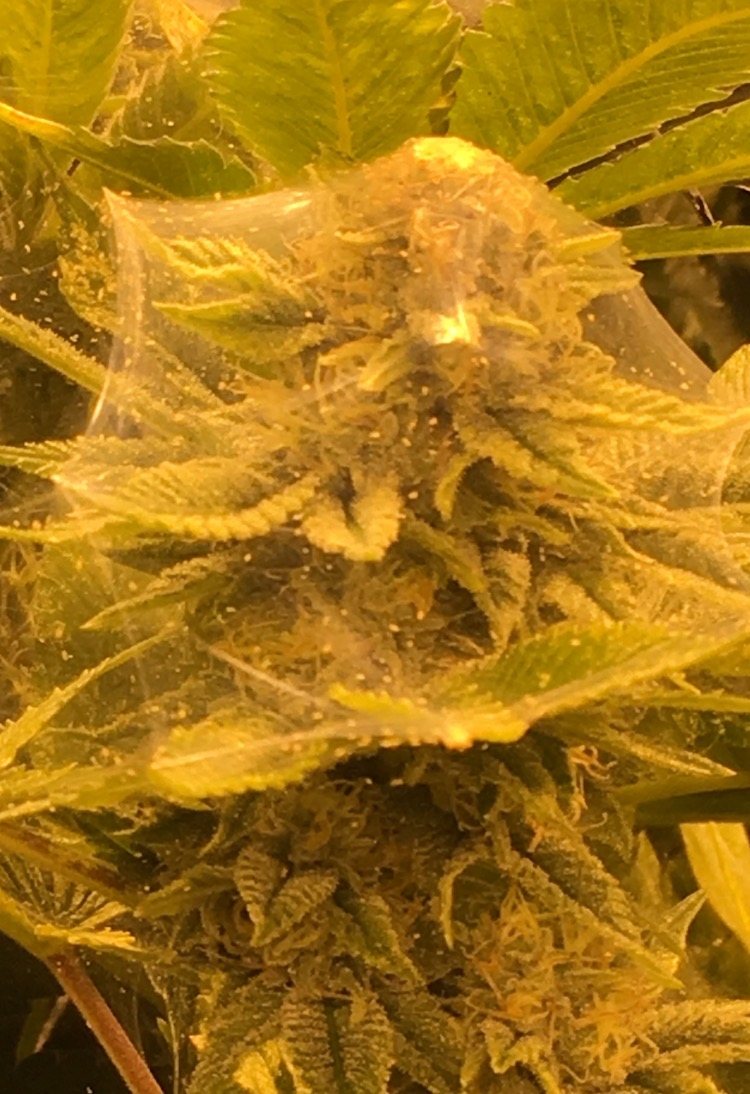 Pest pressure on cannabis crop
