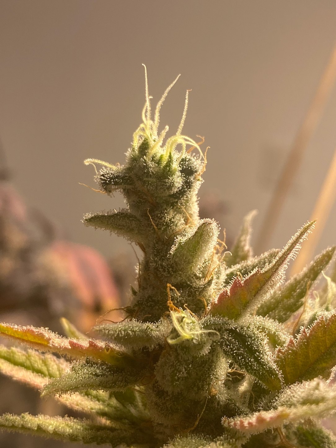Cannabis calyx and trichomes